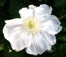 Clematis-3.jpg